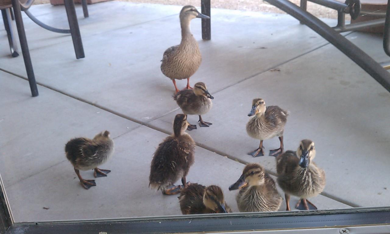 Cute Ducks in Palm Springs